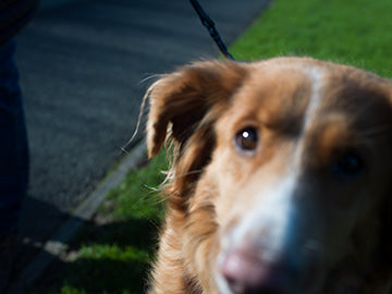 The Trials and Tribulations of Transitioning from A to D | Portraits