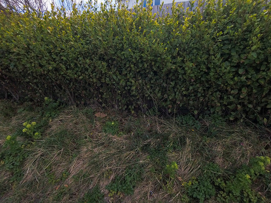 Day Nine